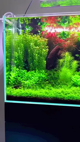 Một chiếc bể đẹp được tạo nên bới nhũng loài cây đơn giản🍀 #thuysinh #beca #aquarium 