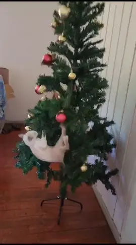 acho que vamos desistir da ideia de ter uma árvore de natal #natal #gatos #gatosnatalinos 