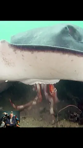 Stingrays eat spider crabs #tiktok #animalworld #spidercrab #stingray 