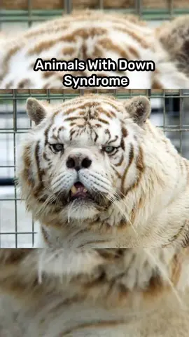 Animals with down syndrome #animals #animalswithdownsyndrome #tiger #lion #girrafe #knowledge #educational 