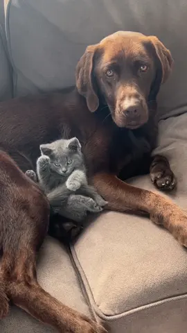 Kitten vs Dog 😅 #dog #kitten #funny #cutekitten #choclab #petlife 