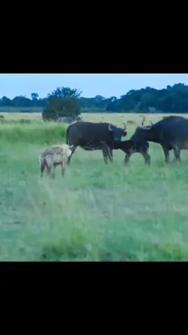 hyena and wild buffalo#wildanimals #animal 
