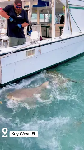 Shark in Key West, FL #shark #keywestflorida #keywest #greatwhiteshark #sharksoftiktok #ocean #caughtoncamera 