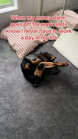 If im not woken up by the alarm its by the sound of my dog licking his feet 😂 #dogloversoftiktok #dogoftiktok #doglovers #dogvideo #dogsofttiktok 