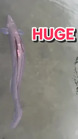 Huge Conger eel in Eastbourne harbour WOW ! Id heard it was here but didnt expect to find it. Me and @Mark fairhurst have been searching for ages. Its true there is a serphant #manicfishing #giantconger #congereel #conger #giantseacreature #monster #eastbourne #saltwaterangler #seafishing not sure why it is injured , many possible reasons maybe attacked by a seal , a prop from a joat or a by- catch? They are tough amd can take a few scrapes though. Ive never caught one over 6lb so not aure of the size of this one - what do you recon. #viralvideo #tivtok #underwater 