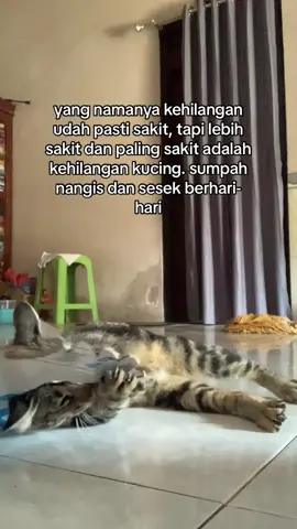 apalagi ngerawatnya dari bayi🥲.                                                            #kucing #catlover #foryou 