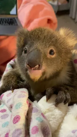 Baby koala ASMR #mtgwildlife #koala #wildlife #australia #wildliferescue 
