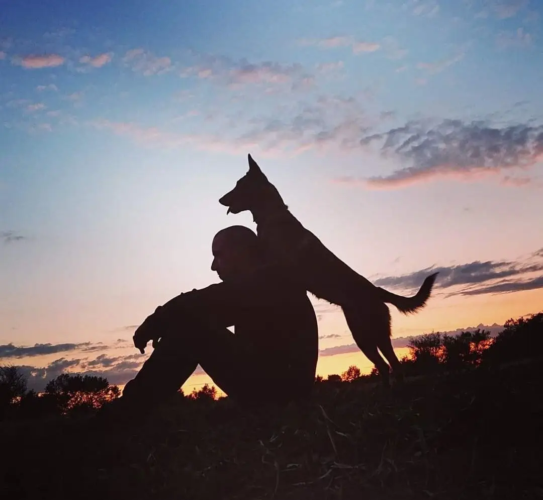 le chien demande si peu ! mais mérite tellement !🐶❤️‍🔥 #malinois #dog #chien #pourtoi 