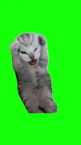 Green Screen Dramatic Kitten Meme #greenscreenvideo #greenscreen #cat #catmemes #catmeme 