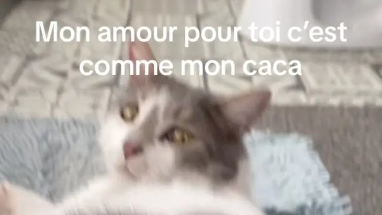 #fyp #cat #rizz #chat #caca #humour 