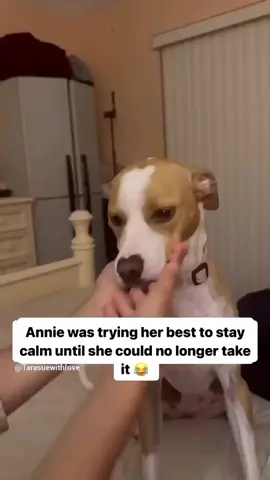 Our dog Annie is truly a character and one of a kind 😂 #comedyreels #dogcomedy🤣😂😂 