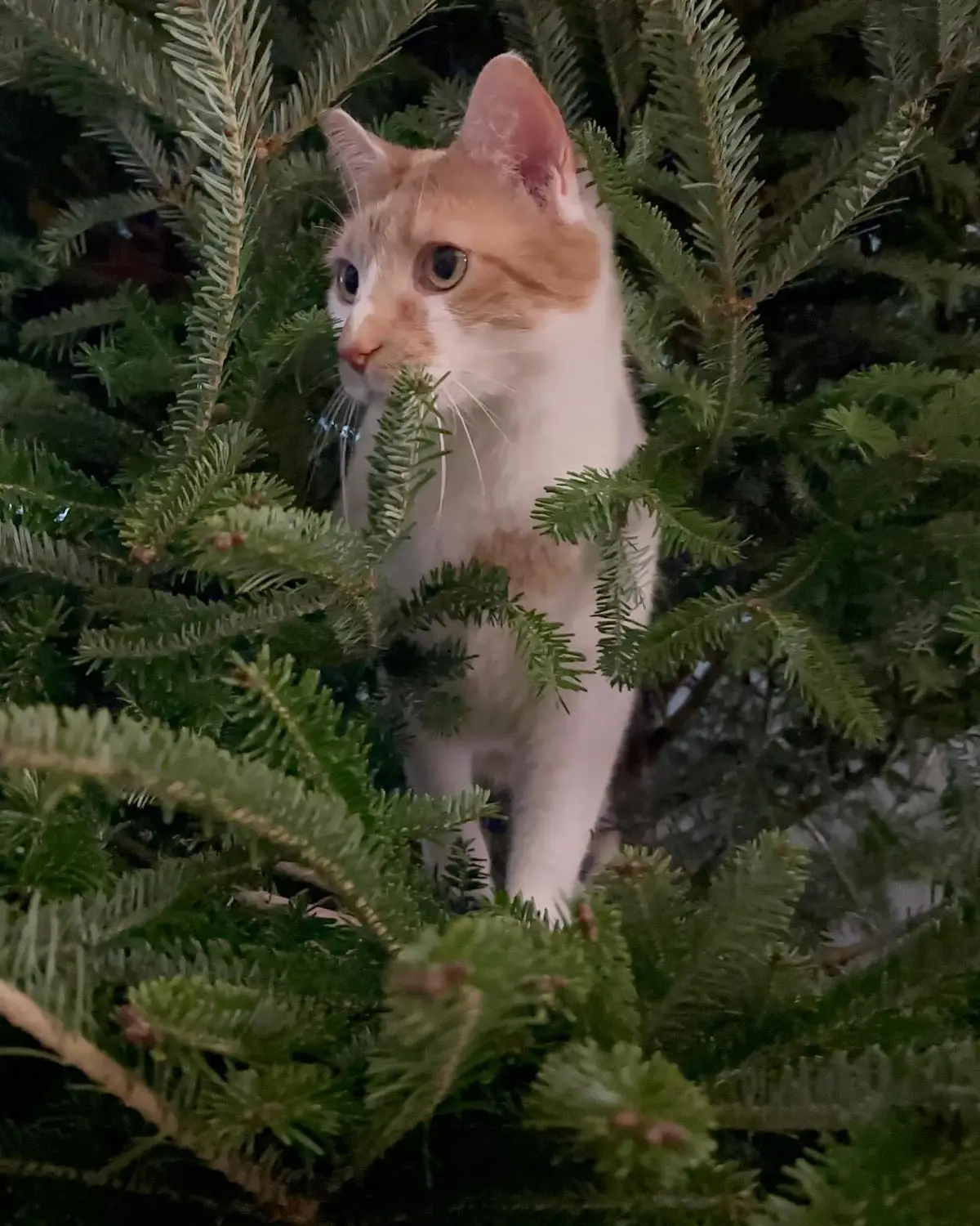 Russell decided to immediately test out the durability of the new Christmas tree… Needless to say it passed! 🎄 . #catmanjohn #christmas2023 #catchristmas #catchristmastree