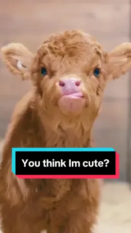 Pumpkin needed her own version💁🏼‍♀️🐮❤️ #PosieAndPumpkin #MiniCow #MiniCowsOfTiktok #MiniCalf #CuteBabyCows 