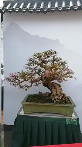 Kĩ thuật và thời gian tạo nên thành quả của một nghệ nhân bonsai #ĐatNPbonsai #bonsaicatgiat #bonsailinhnam #hoagiaybonsai #sưutầm #xuhuong 