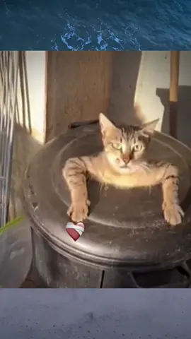 King Cat 🤣🤣 #trending #fyp #funnyvideo 