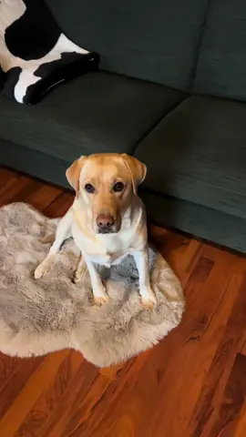 Cute dog barking || dog sound ❤️ #dog #cute #barking #viral #fyp 