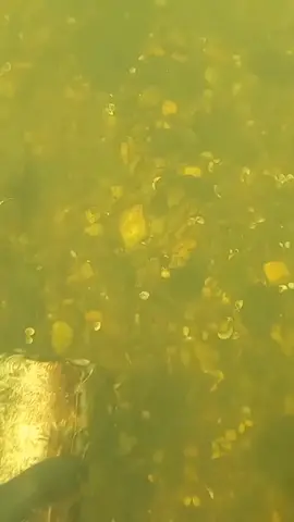#underwater #treasure #fyp