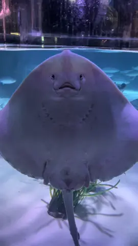 Have you seen the face of the Stingray before?