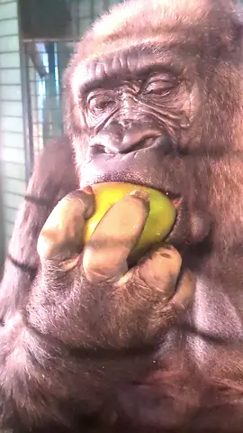 100% Gorilla Eating Compilation Part 2