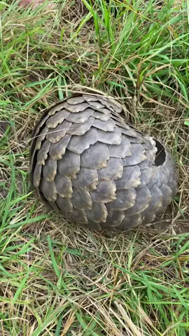 What an amazing job they are doing at the Gorongosa National Park rehabilitating and sending these Pangolins back into the wild! 🙌🌍 . . . #nature #wildlife #southafrica #learning #ivancarter #conservation #pangolin #pangolinvibes #fyp 