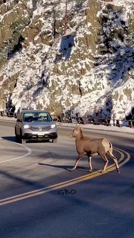 A bighorn sheep putting herself and drivers in a dangerous situation! Fortunately they went back up to the cliffs after this.   www.GoodBullGuided.com  #Photography #wildlife #nature #colorado #reels #goodbull #bighorn #wildsheep 