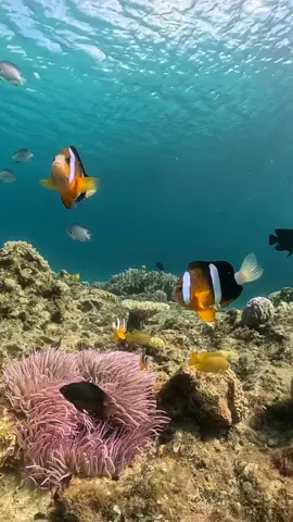 Underwater life 💙💙 #underwaterworld #underwaterdance #underwaterphotography #underwatervideo #underwatertiktoks #underwaterlife #cuteanimalsoftiktok #oceans8 #oceanspray #oceansapart #fulltimervliving #travellingvideos #travellover #sealife❤️🇲🇻 #trendingreels #viralreelsvideo❤️ #viralvideos_07 #trendvideolar #tiktokrending #tiktokshort #tiktokvideoscreator #viraltiktoksounds #reelsvideosu 