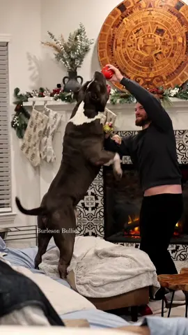 What Does 160+ lbs Look Like? #AMAZING 🤤🦍🔥 Jon Snow of @rubybloodline 🫠🫠 It was an absolute Pleasure To finally meet You and that big boy of yours,  Jesse 💪💪 #MuxSnow #ComingSoon 💯💯  🐾🐾 We Don't Find Homes for new Dogs...We Match Perfect Homes for Perfect Pups 😊 www.Burlesonbullies.com 🐾🐾 #BurlesonBullies #GotTex #FckSloppy 