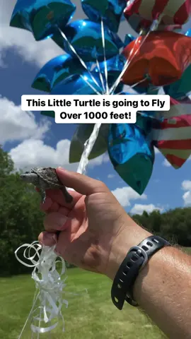Flying Turtle!🎈🐢#turtle #turtles #animal #animals #pet #pets #prank #joke #gotcha 