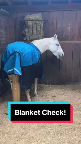 Blanket Check💁🏼‍♀️🐴 Check out all the sales @Schneiders Saddlery is having, and if you shop through the link in my bio, I do get a small commission❤️🫶🏻 #horseblanket #horsebarn #broodmares 