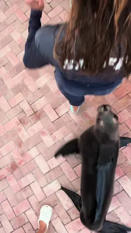 Malibu and her friends won this trend 🦭 #animals #sealion #rescuedanimals #floridakeys #TheaterOfTheSea 
