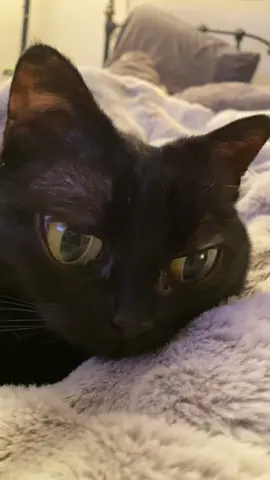 LOL #fyp #foryou #cat #catsoftiktok #bigeyes #catfilter #catswithbigeyes 