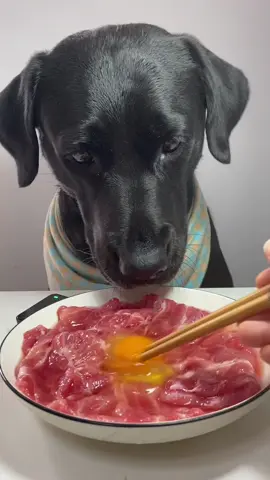 Dog eat so cute #dogeat #dog #eat #eating #mukbang #foryou #tiktok #fyp #dogitaly 