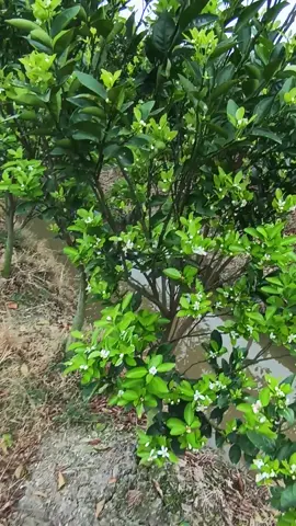 Làm bông nghịch vụ cam sành#camsanh#nongnghiep#LearnOnTikTok.