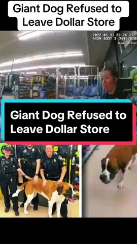 Giant Dog Refused to Leave Dollar Store #gog #dogsoftiktok #pet #PetsOfTikTok #dollartree #dollarstore #police #policeoftiktok #cops #copsoftiktok #viralvideo #trend #foryourpage #usa🇺🇸 
