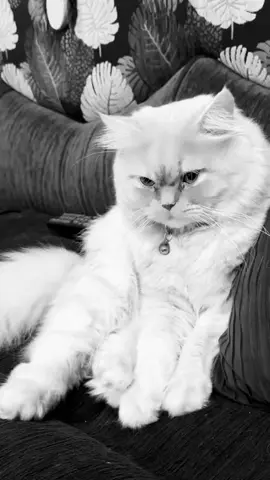 #لايك__explore___ #فولو❤️ #حسين_علي_المطوري #غيوم_السماء #cat #برشلونه #بزون #هارون #زعلان #تعب #capcut 