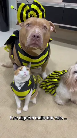 Ne ? #fy#foryou#pitbull#pets#video#viral#trend#trending#dublagem#challenge#videoviral#foryoupage#fyp#fypシ#fpy#pravoce#viralvideo#viraltiktok 