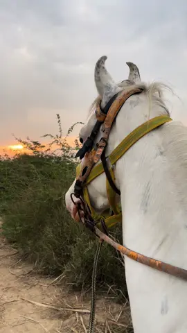 Aktolgali🤍❤️ #hamzagill031 #horselover #braalbloodline #horseriding 
