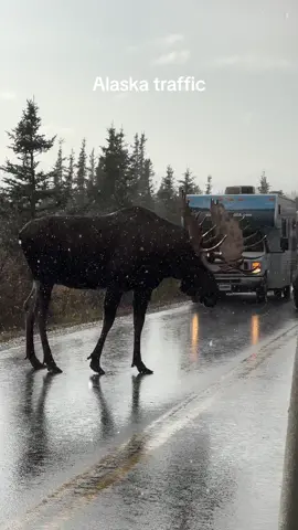 A large bull moose holding up traffic. #fyp #foryou #foryoupage #video #photography #outside #Outdoors #wildlifephotography #wildlife #nature #adventure #alaska #bullmoose #moose 