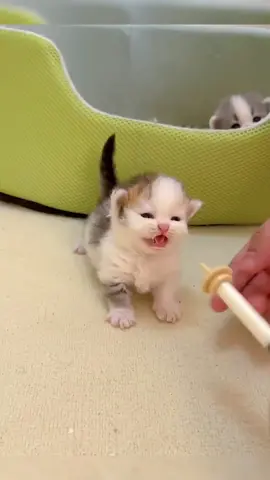 Cute Moment of Little Kitten Drinking Milk✨😸😍   #foryou #foryoupage #cat #cats #catsoftiktok #catlover #pet #animals #animalsoftiktok #fypシ #fyp #foryoupage #following #virall #kitten #kitty #kittendrinkingmilk #littlecat💕