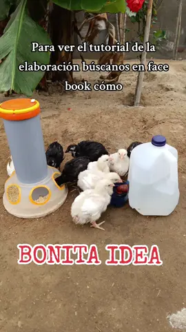 Comedero y Bebedero Automático para criar pollitos. para ver el tutorial de la elaboración búscanos en face book cómo Bonita Idea 🙋🏻👍 #videoviral #viral #popu 