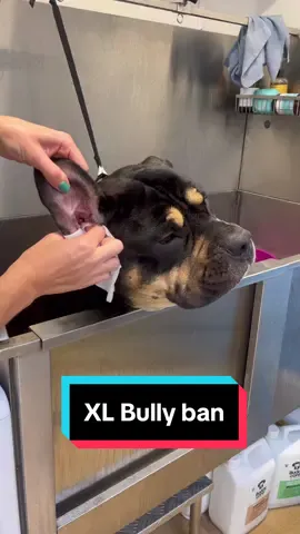 Changes to come for Arlo ☹️ #fyp #xlbully #xlbullyban #xlbullylaw 