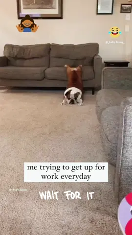 The last one 🤣🤣 #dog  #cat #pet #cute #animals #funny #fyp #foryou 
