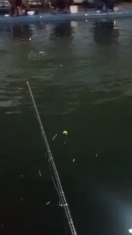 yang malam ini mbayar tetap semangat 🤣🎣🎣🎣 #satujoransejutakawan #masteranbawalgunungkidul #mancingasikk #berandamancing #masteranbawal #semuaorang