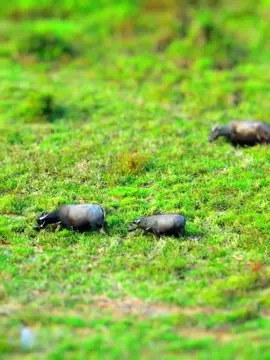 These videos make me feel so insignificant, but I also can’t help getting happy watching them.#small #amazing #foryou #fyp #fypシ #tiltshift #scenery 