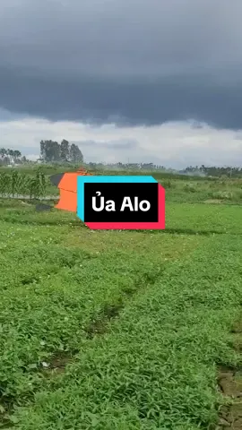 a đang đi thả diều 😅.ngao bụp ae ak.#xuhuong #thadieu #dieudaitra #dieusaovietnam #dieusaohaiphong #phamluan88 #xuhuongtiktok #dieusao 