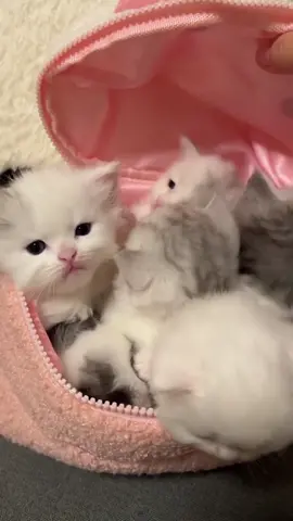 cute cats 🐈 #cutepets #viralvideo ##foryou 