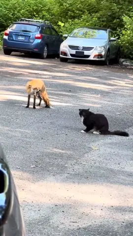cat and fox#animal #wildanimals 