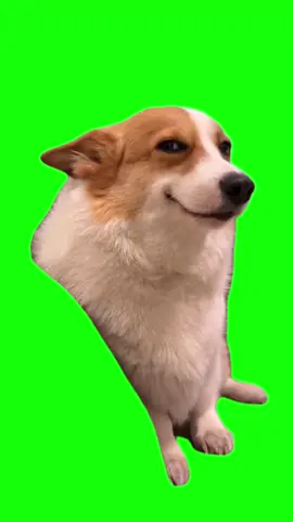 Green Screen Smiling Corgi Dog Meme #greenscreen #greenscreenvideo #dogmeme #dogmemes #corgi 