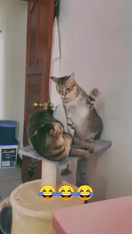 The two brothers fight once a day.😂😂#pet #cat 