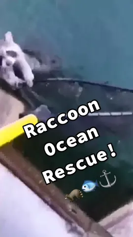 This guy now has a very grateful forever friend! 🦝🐟⚓️ #Raccoon #Wildlife #AnimalRescue #Ocean #RaccoonsOfTikTok 